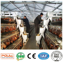 Industrial Chicken Farm Cage for Poultry Eggs